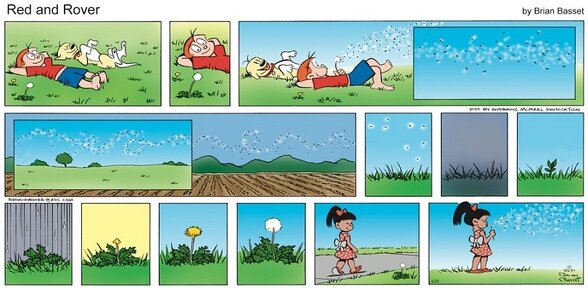 zdandelions.jpg