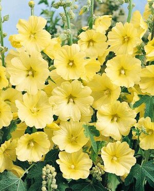 hollyhock-russian-yellow.jpg