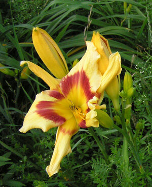 TigerSwirlDaylily2025.JPG