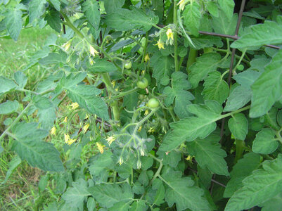 BlossomsAndLittleTomatoes.JPG