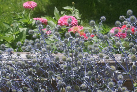 DSC02303.JPG