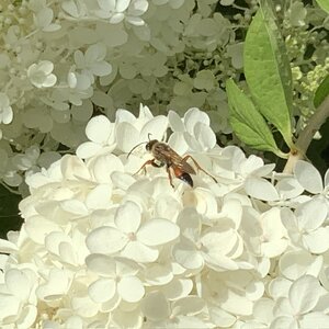 IMG_3145.jpeg
