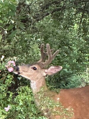 IMG_0757.jpeg