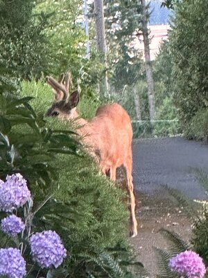 IMG_0741.jpeg