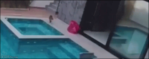 GIF3.gif