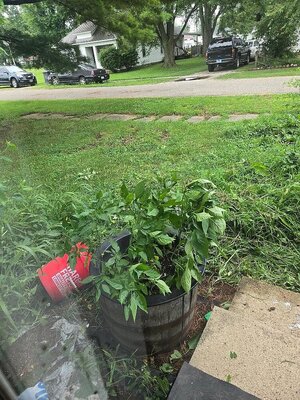 2025 Front porch peppers, after weeding, 07-31-25, #1.jpg