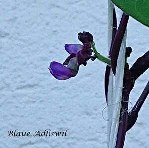 Blaue_Adliswil_b_2025.jpg