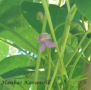 Hankas_Karamell_b_2025.jpg