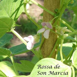 Rossa_de_Son_Marcia_b_2025.jpg