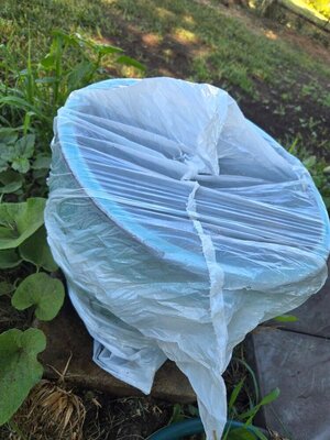Eva forget me nots & pink nasturtiums, watered and bagged, 08-05-25.jpg