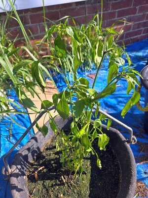 Pepper in horse water bucket, 08-05-25, #1.jpg