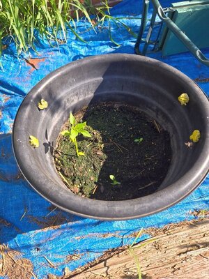 Pepper in small muck bucket, 08-05-25.jpg