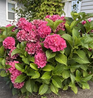 IMG_1355.jpeg