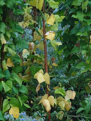 Amish_Gnuttle_DSC_7932~2.JPG