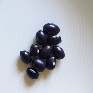 Schwarze Kugelbohne_DSC_7259~4.JPG