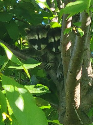 raccoons.jpg