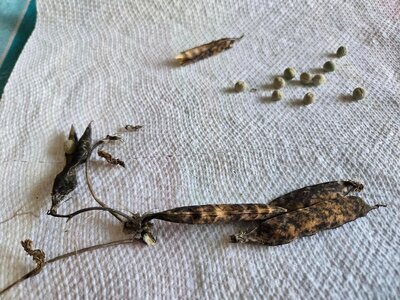 Alaska Snow Peas pods and peas, 08-24-25.jpg