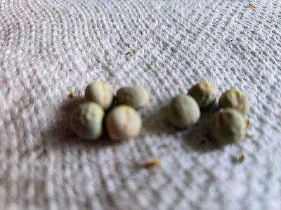 Alaska Snow Peas, 8  peas from 1 pod, 08-24-25.jpg