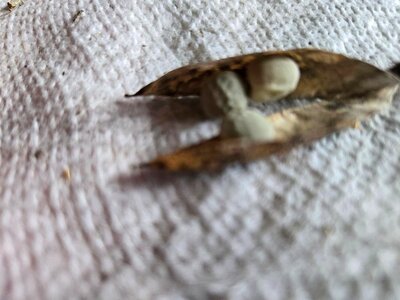 Alaska Snow Peas, 3  peas from 1 pod, 08-24-25.jpg