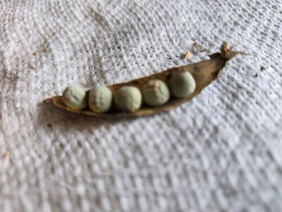 Alaska Snow Peas, 5 peas avg pod, 08-24-25.jpg