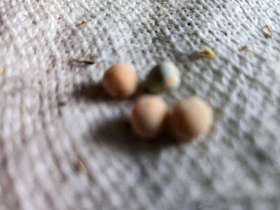 Alaska Snow Peas, 3 peas, 1 dud, 08-24-25.jpg