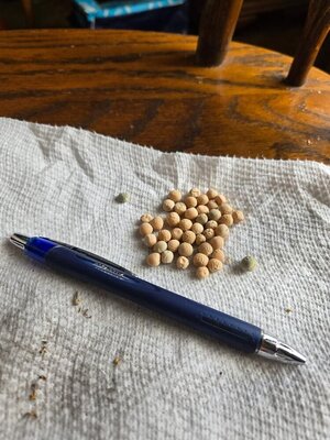 Alaska Snow Peas, largest, smallest, duds, 08-24-25.jpg