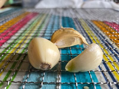 Great Lakes Porcelain Garlic, 08-24-25, #2.jpg