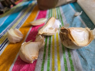 Great Lakes Porcelain Garlic, 08-24-25, #3.jpg