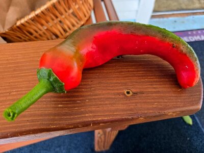 Jalapeño, 08-25-25, #1.jpg