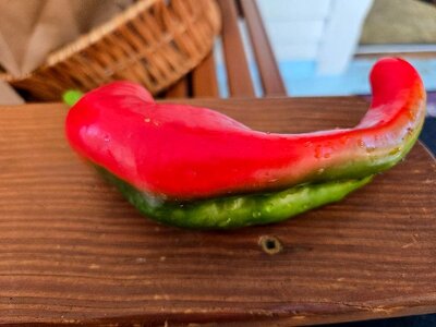 Jalapeño, 08-25-25, #2.jpg