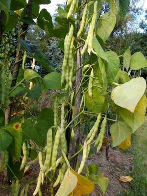 Mountaineer White Half-Runner 1.jpg