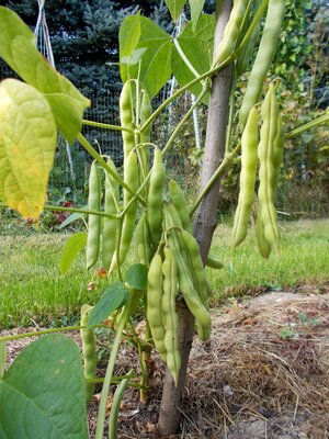 Mountaineer White Half-Runner 2.jpg