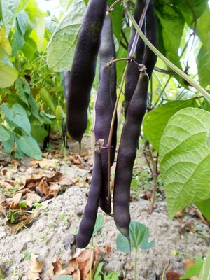 Chaska Purple.jpg
