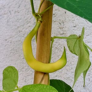 Gelbe_Posthernli_DSC_8184~2.JPG