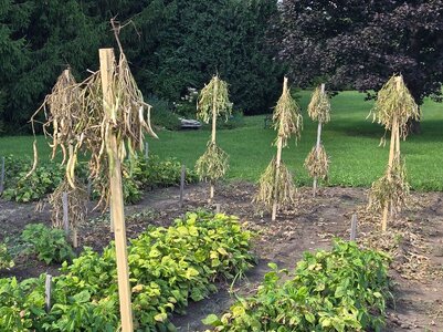 Bush Bean Drying On Pole Stakes 8-26-25.jpg