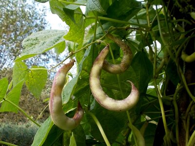 Rassacher Kipfler 1.jpg