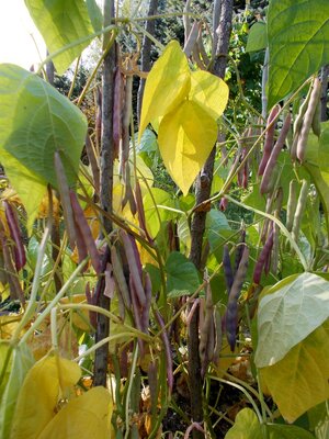 Schwarze Kugel 1.jpg