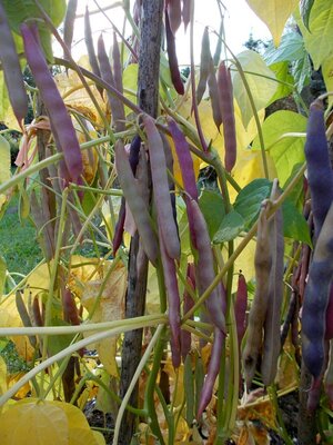 Schwarze Kugel 2.jpg