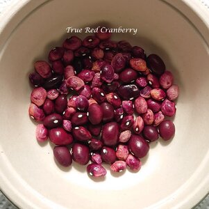 True_Red_Cranberry_2025_b_DSC_8224~2.jpg