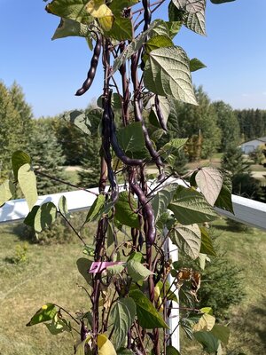 IMG_1989.jpeg