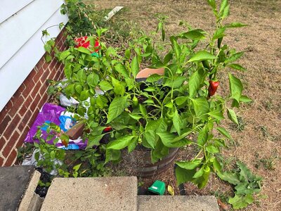 2025 Front porch peppers, 09-13-25, #1.jpg