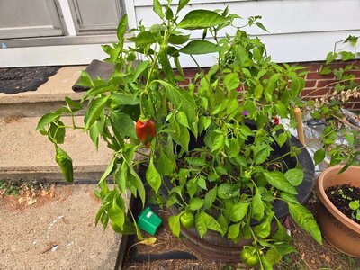 2025 Front porch peppers, 09-13-25, #2.jpg