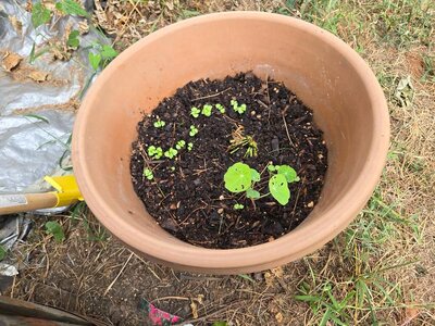 Zinnia seedlings + nasturtium, 09-13-25.jpg