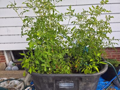 Tomato,Pepper pot, 09-13-25.jpg