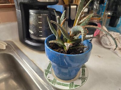 Succulent, clearance at Lowes, 09-13-25.jpg