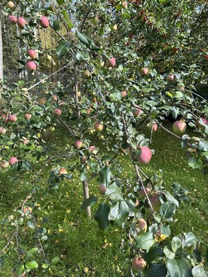 IMG_4804.jpeg