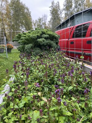IMG_4810.jpeg