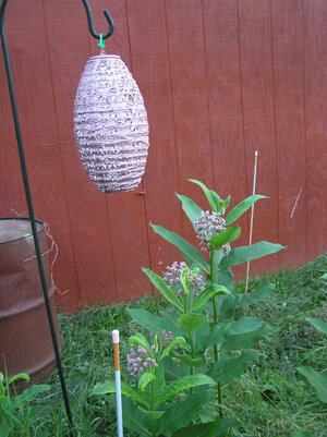 LanternAndMilkweed.JPG