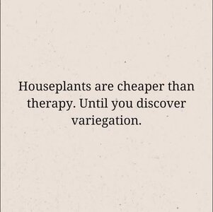 houseplants.jpg