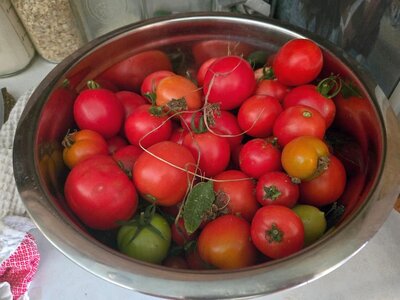Tomato Harvest, 09-24-25.jpg